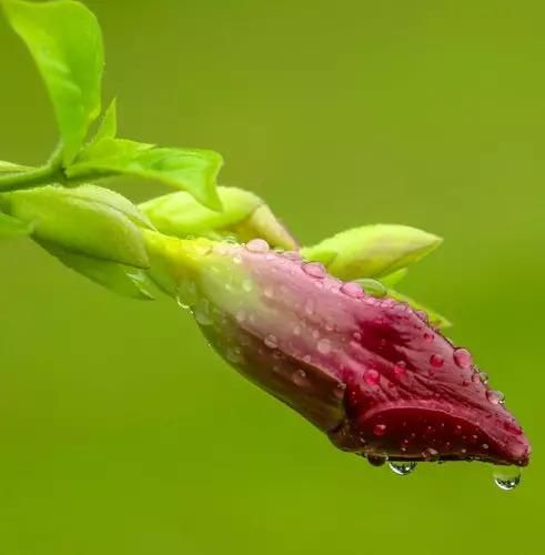 玉露花在哪(玉露花图片)