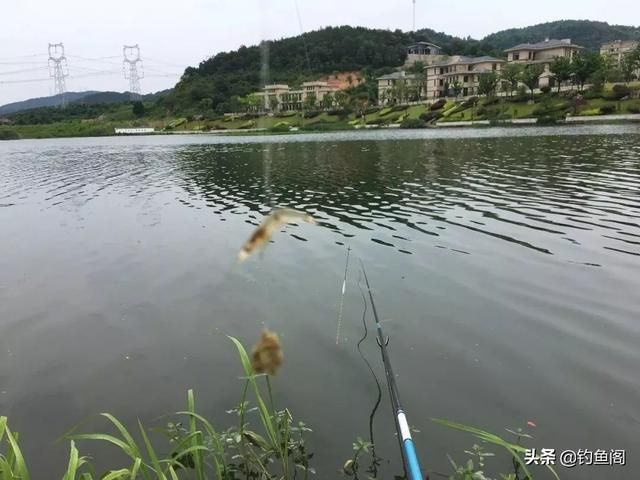 春季鳜鱼在哪(春季路亚鳜鱼)