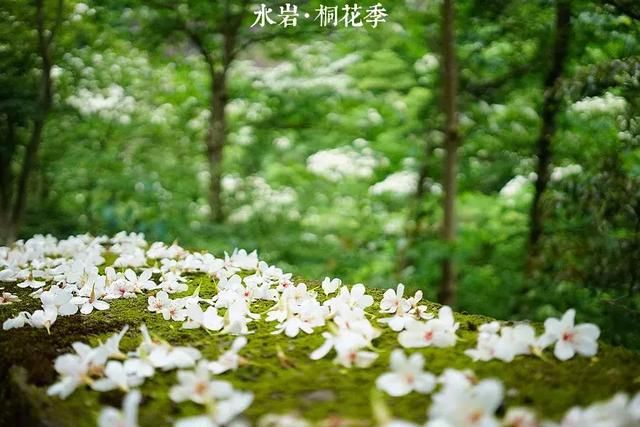 乐清芙蓉镇景点在哪(乐清芙蓉镇雁湖学校电话)