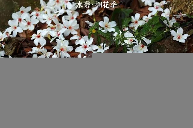 乐清芙蓉镇景点在哪(乐清芙蓉镇雁湖学校电话)