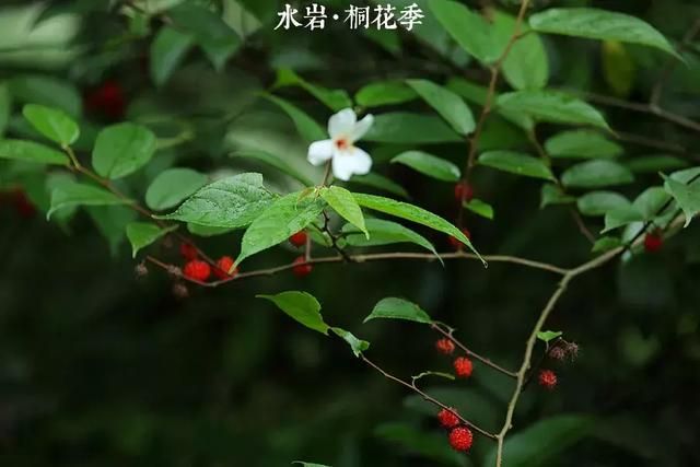 乐清芙蓉镇景点在哪(乐清芙蓉镇雁湖学校电话)