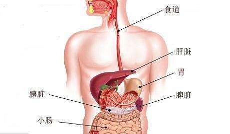 包含肺位置在哪的词条