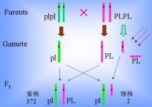 染色体在哪里(染色体是由什么和什么组成的)