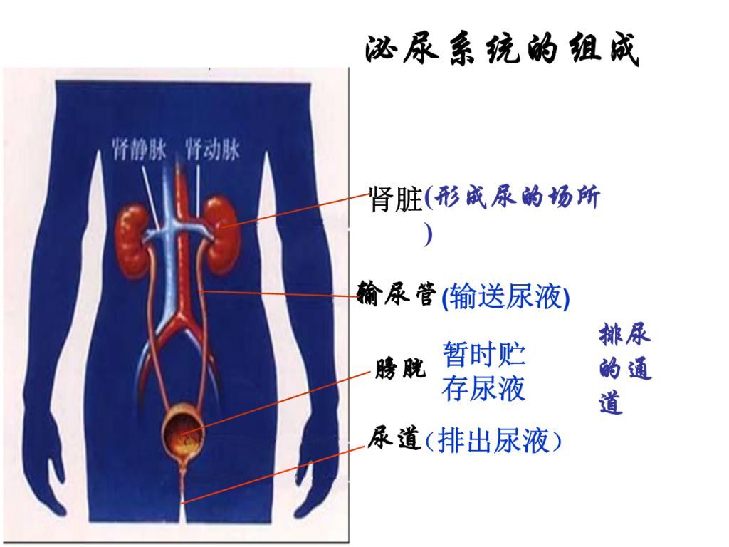 泌尿系统在哪(泌尿系统在哪个位置图)