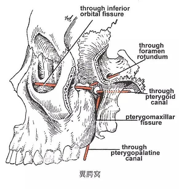 翼管神经在哪(翼管神经阻断术应用时间)