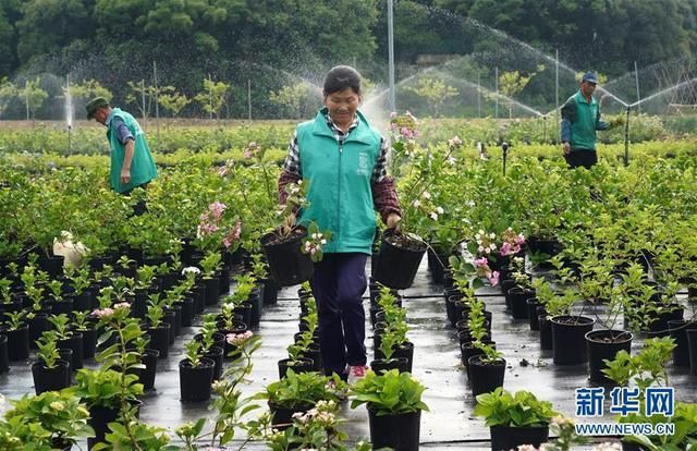 南昌绿植批发市场在哪(北京花卉绿植批发市场)