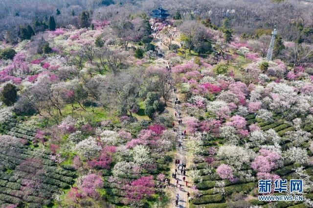 南京梅花节在哪(南京梅花节时间)