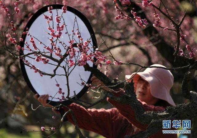 南京梅花节在哪(南京梅花节时间)