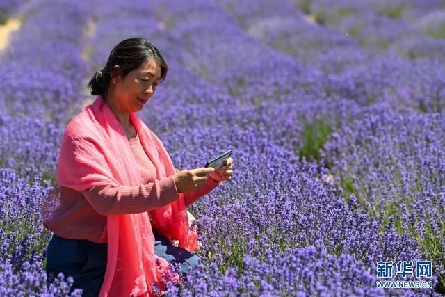 薰衣草之乡在哪里(薰衣草之乡)