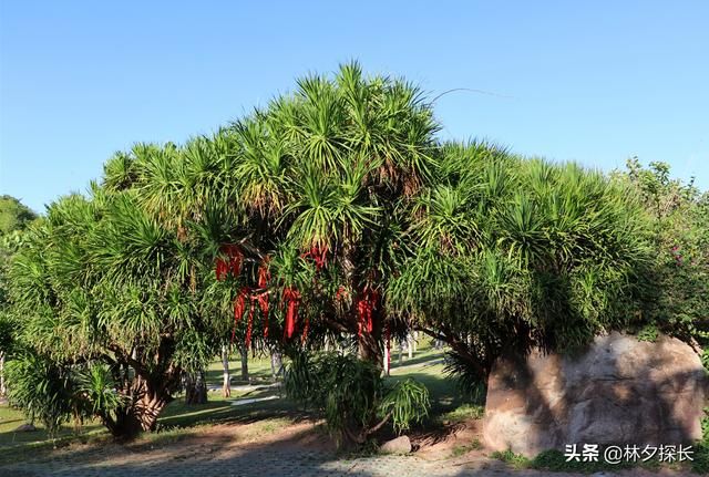 小洞天在哪(小洞天本味火锅)