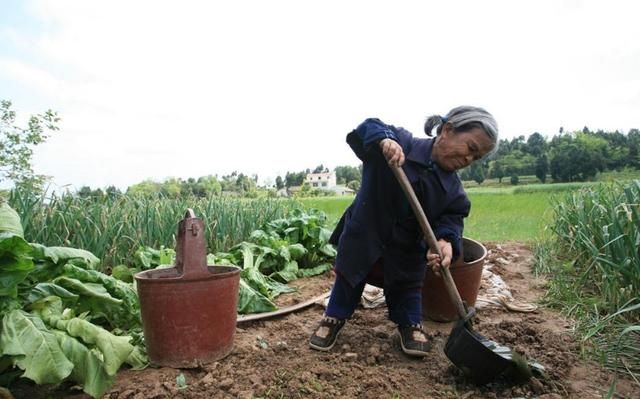 大粪在哪里(大芬在哪里)