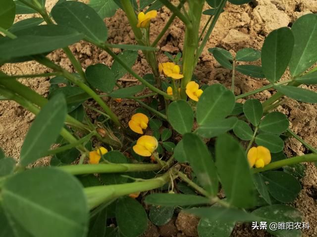 花生茎在哪(花生茎基腐病)