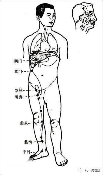 肝经在哪里(肝经在哪里怎么敲胆经)