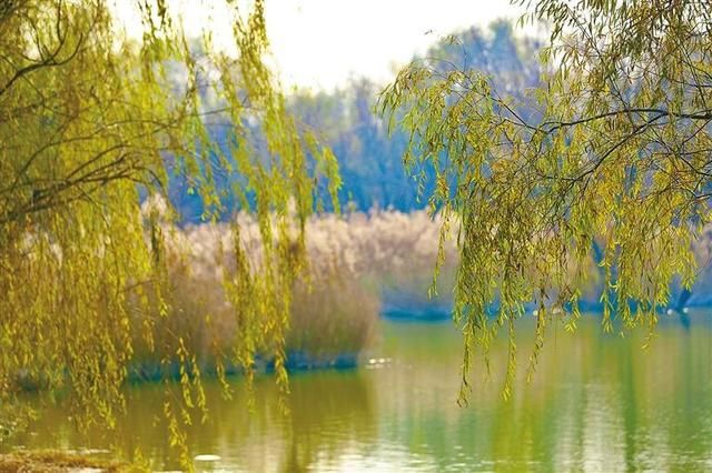 湖平在哪(湖坪在哪里)