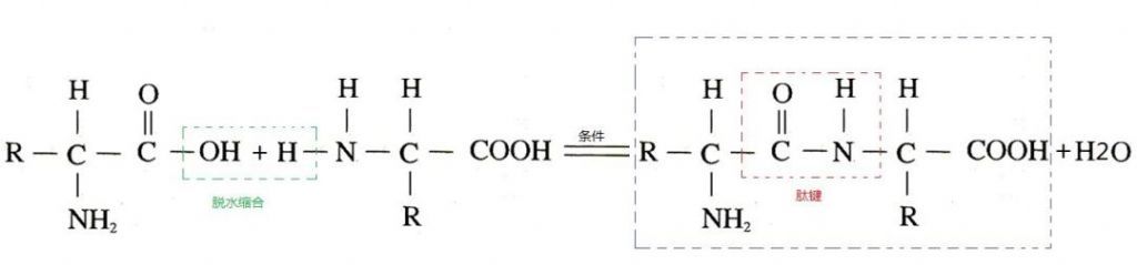 肽键的形成在哪里(肽键的形成场所)