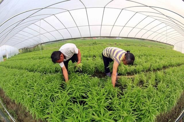 草酸在哪买(草酸在哪里可以买到)