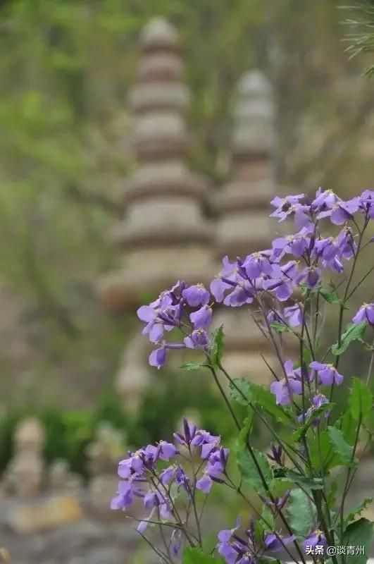 广福寺在哪里(福州广福寺在哪里)