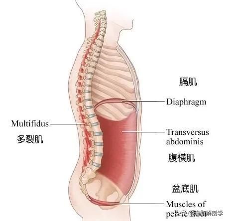 右腹部在哪里(右腹部不适说不出感觉)