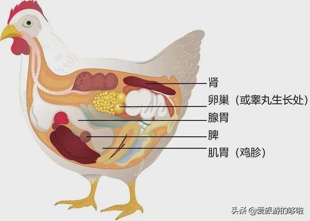 鸡胗长在哪(急诊常用药物的使用)