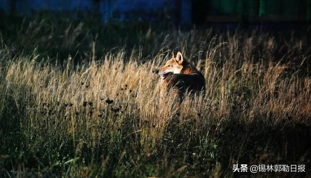 内蒙古野狼谷在哪里(新疆的野狼谷在哪里)