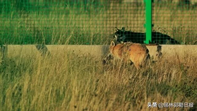 内蒙古野狼谷在哪里(新疆的野狼谷在哪里)