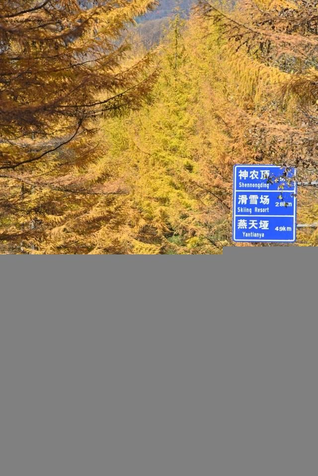 神龙架在哪(神农架在哪里属于哪个省)