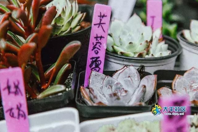 内江花鸟市场在哪里(内江大佛寺花鸟市场)