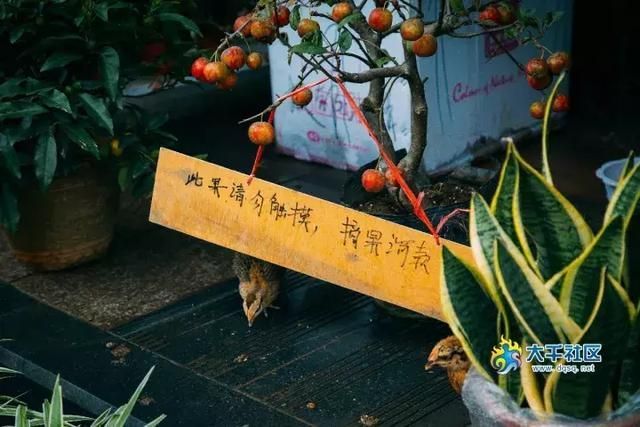 内江花鸟市场在哪里(内江大佛寺花鸟市场)