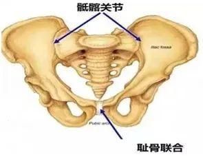 耻骨联合在哪里(耻骨联合在哪里外表)