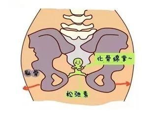 耻骨联合在哪里(耻骨联合在哪里外表)