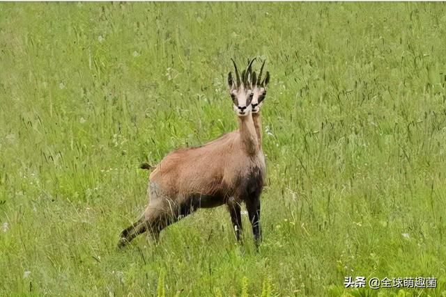 腿在哪里(维特之腿在哪里)