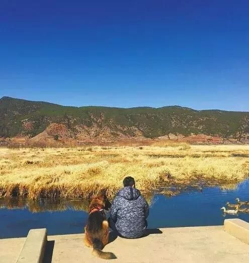 包含淮安犬舍在哪的词条