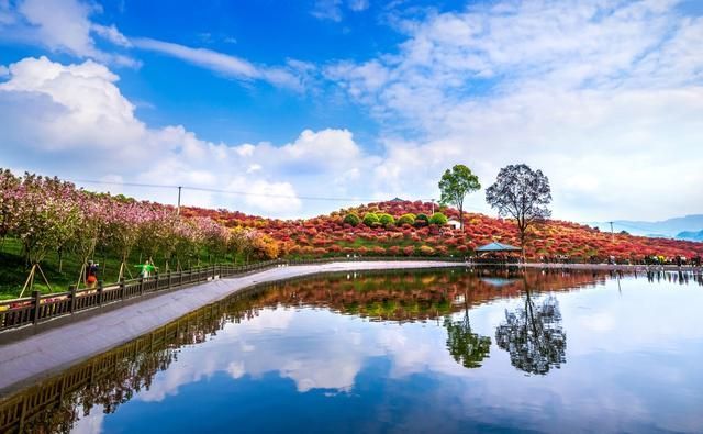 鲜花岛在哪里(鲜花培训在哪里学)