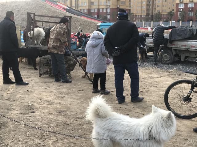 太和狗市场在哪(太和猫狗市场)