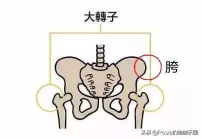 髋骨在哪(髋骨在哪个位置)