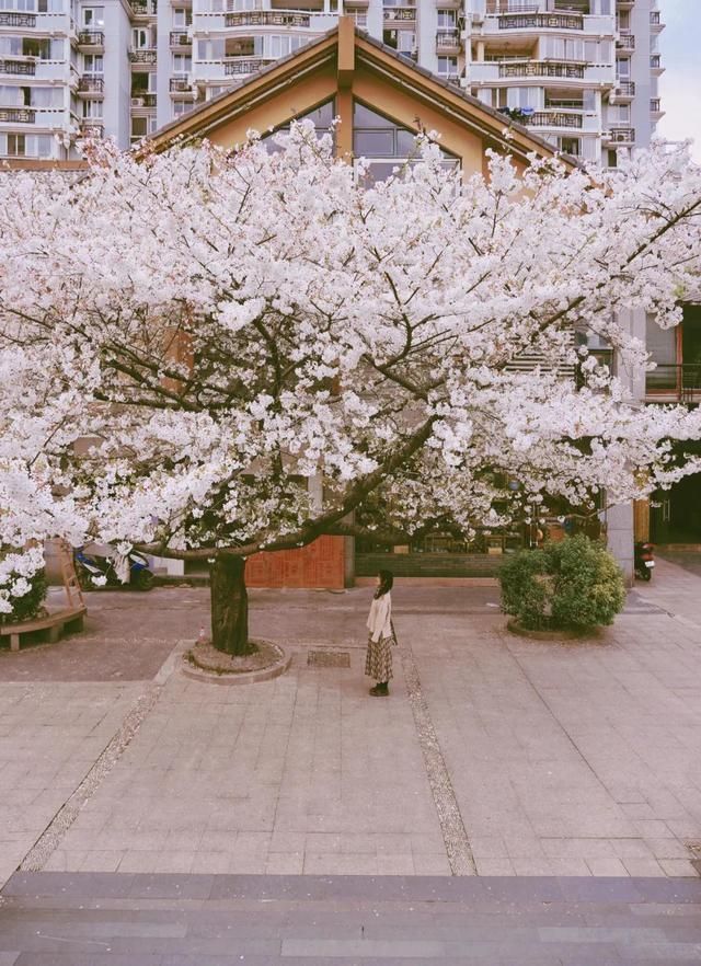 杭州枫叶林在哪(杭州枫叶什么时候红)