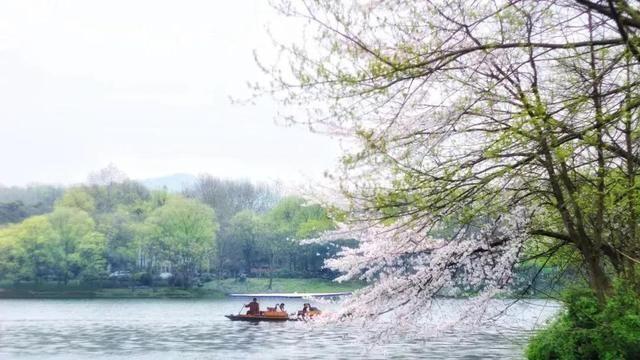 杭州枫叶林在哪(杭州枫叶什么时候红)