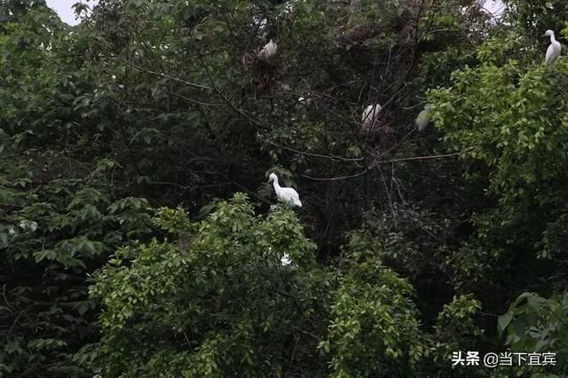 成都华侨城在哪个区(成都华侨城天鹅堡)