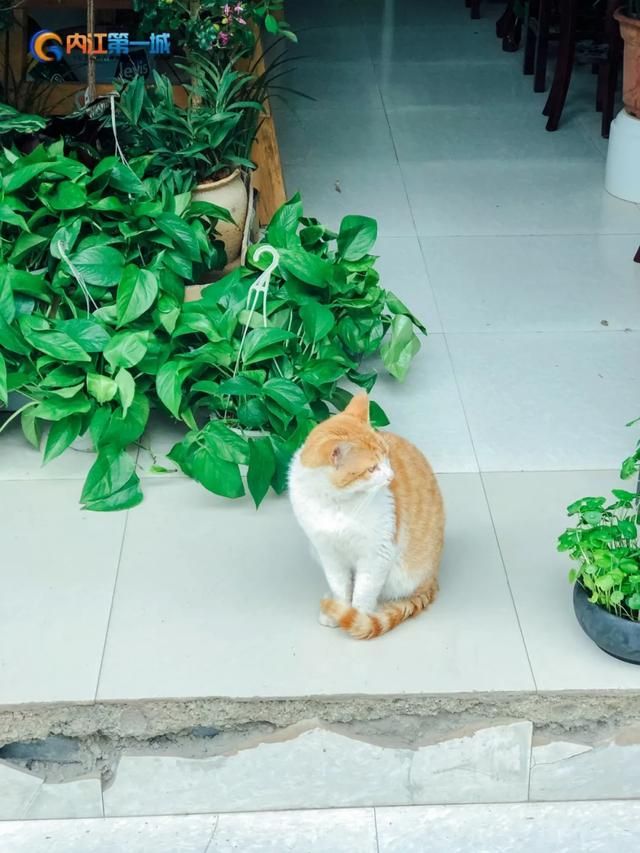 花都卖狗的市场在哪里(花都雅瑶市场有卖狗)