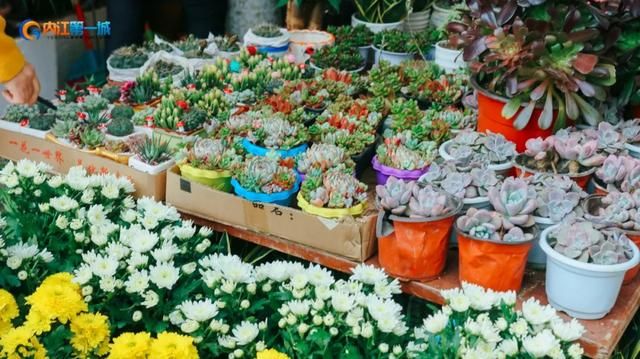 花都卖狗的市场在哪里(花都雅瑶市场有卖狗)