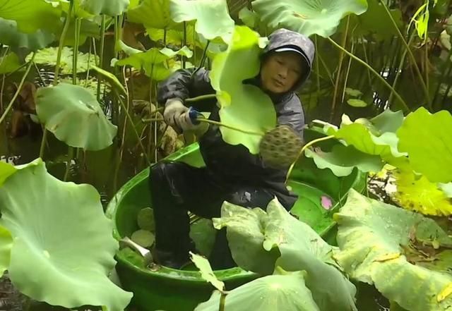 荷花在哪里买(荷花在哪个节气开放)