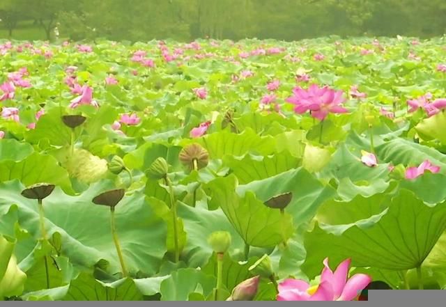 荷花在哪里买(荷花在哪个节气开放)